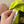 CP Company Chrome R Yellow Swimshorts
