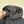 CP Company Goggle Soft Shell