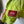 CP Company 50 Fili Jacket